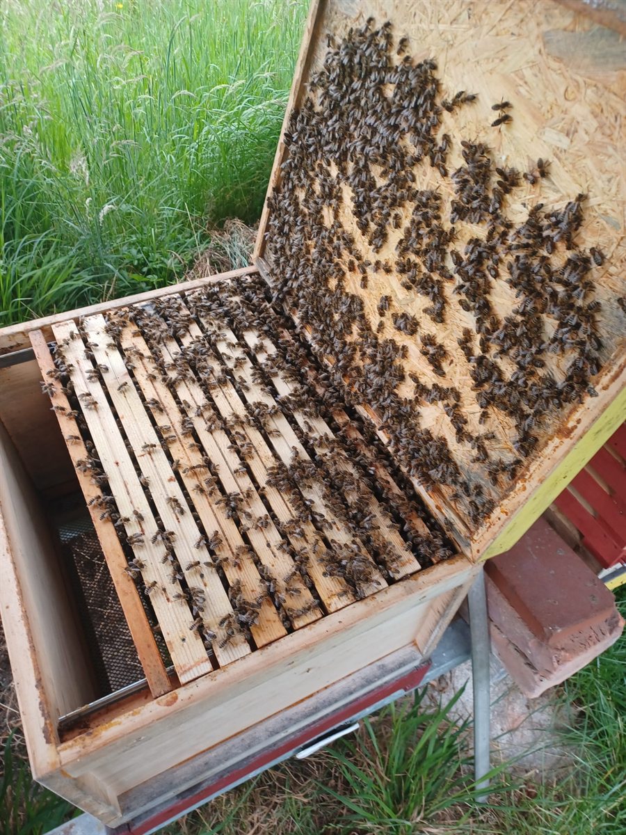 Geöffnete Dadant-Beute am Waldstandort