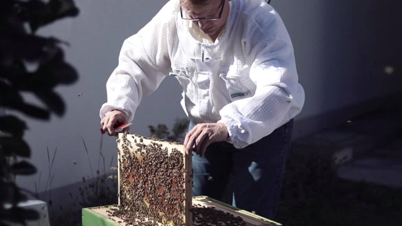 Michael Linnerer bei der Arbeit am Bienenstock im Imkeranzug