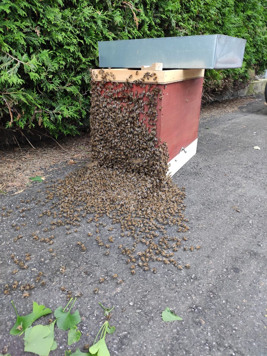 Eingefangener Bienenschwarm an einer Beute